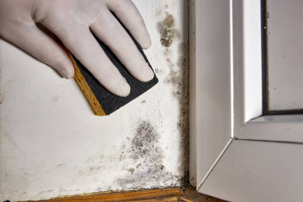 Best Real Estate Mold Inspection  in Horseheads North, NY