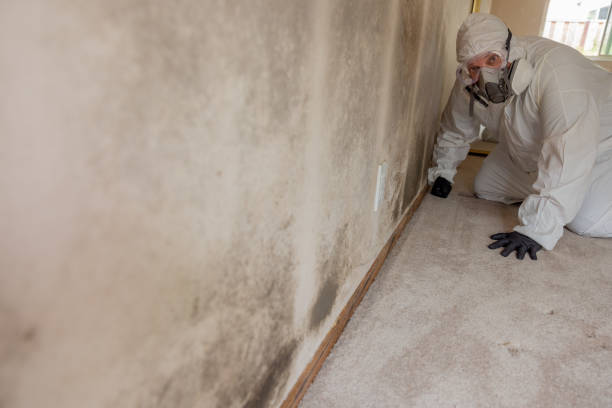 Best Black Mold Removal  in Horseheads North, NY